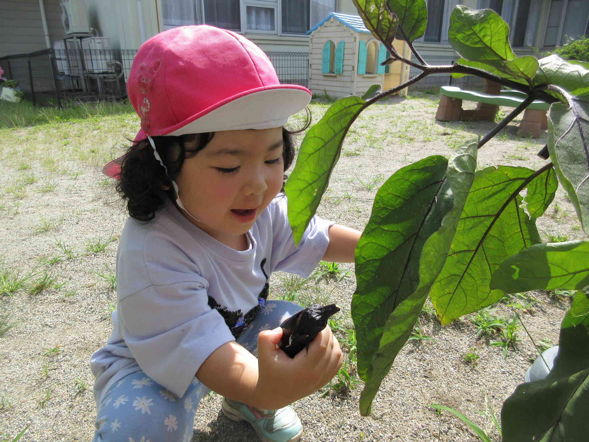 採れたての野菜を触ってみよう！（３～５歳児）