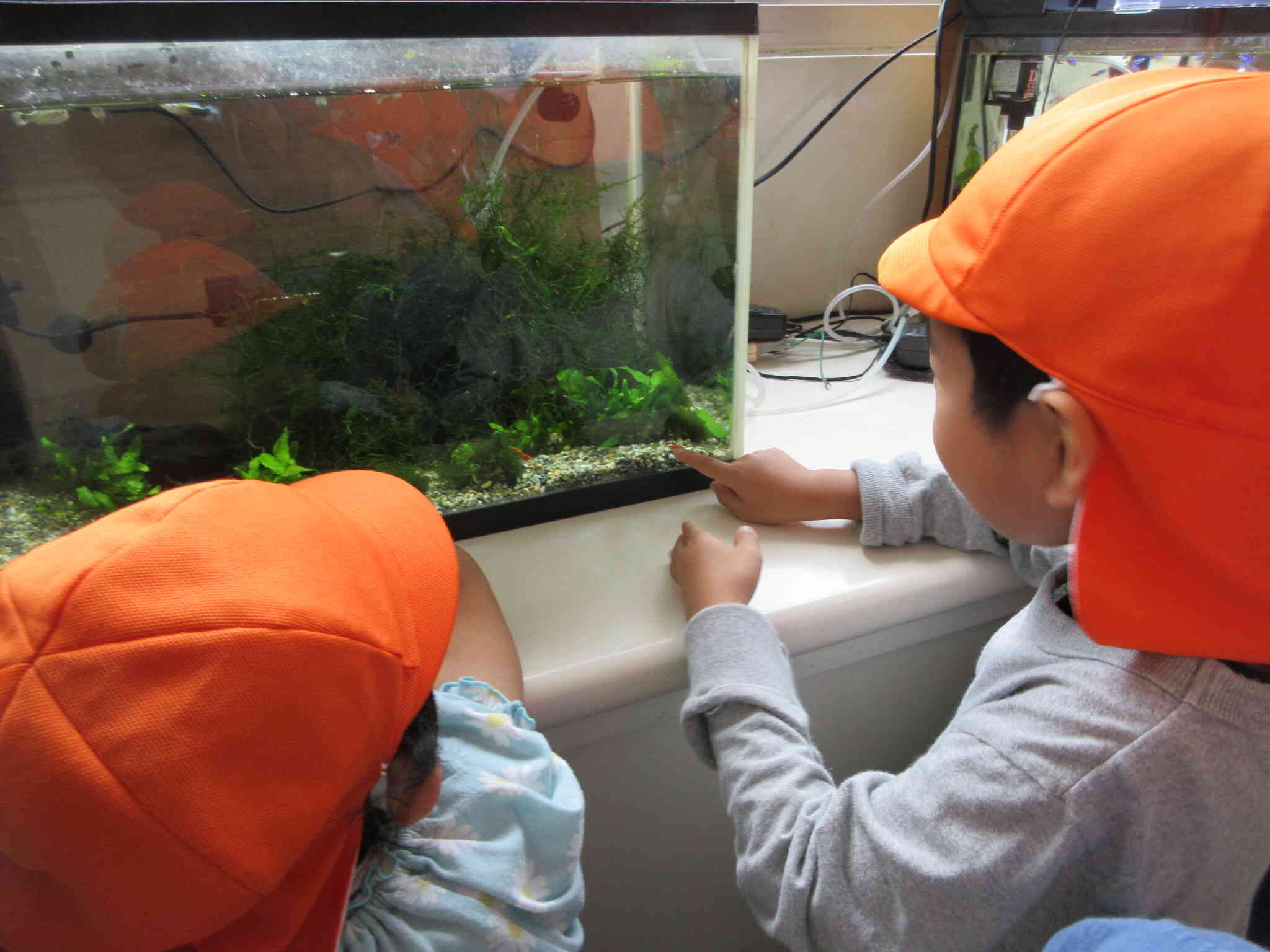 生き物もいるね