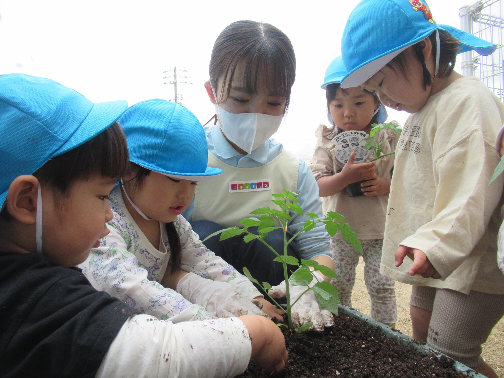 トマトの苗植えをしてみよう（うさぎぐみ～2歳児～）