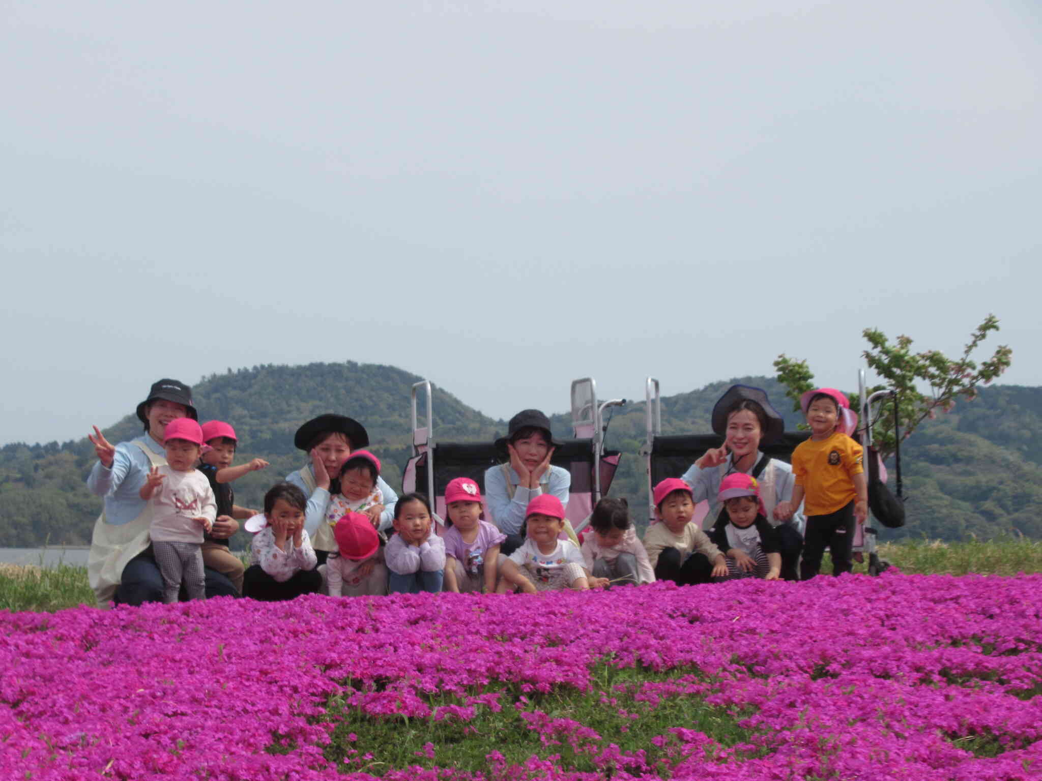 東郷湖の芝桜