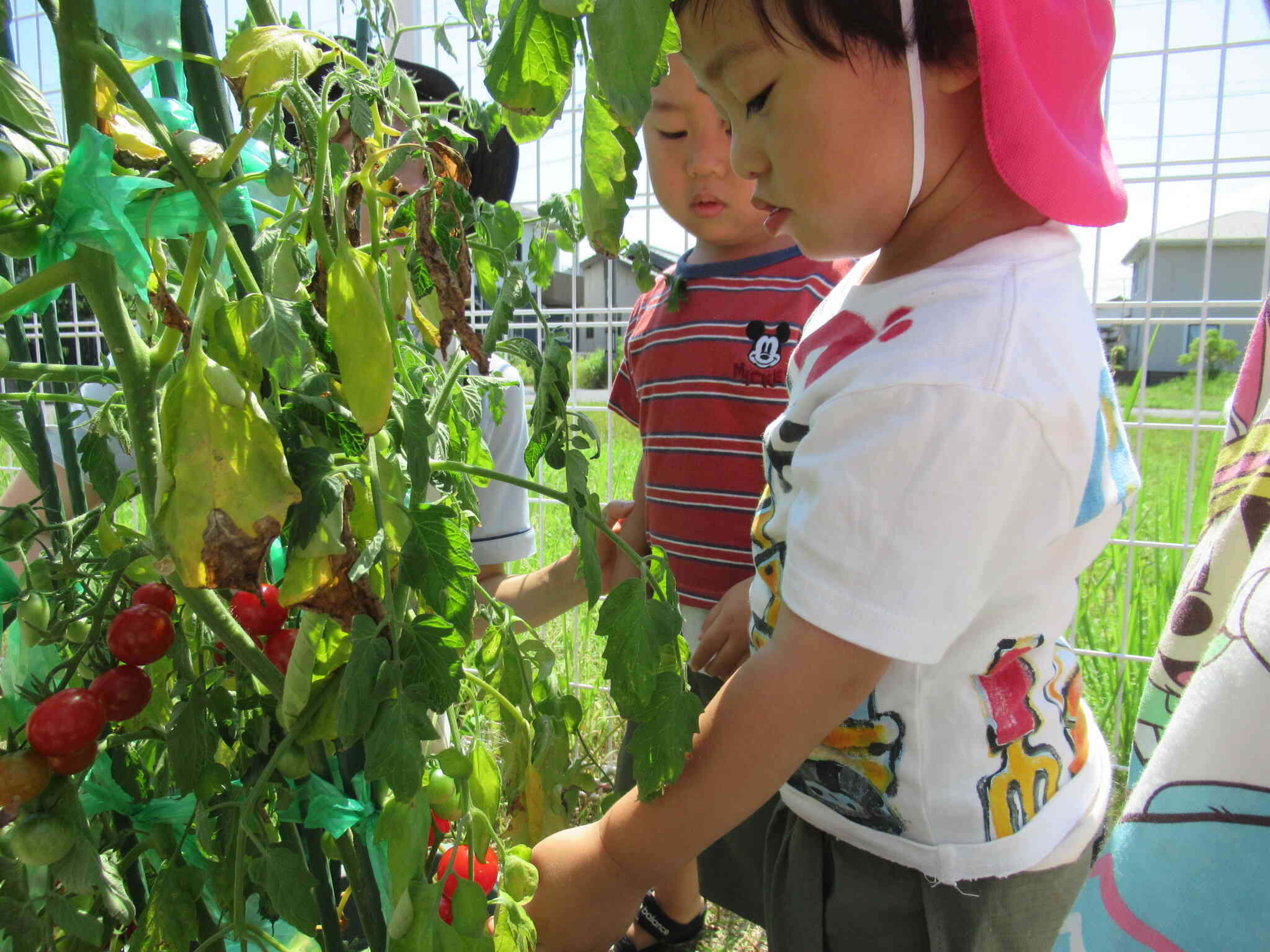 夏野菜の収穫（2歳児）